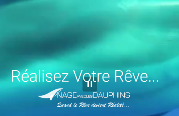 Nager avec des dauphins au départ de la Côte d’Azur… !