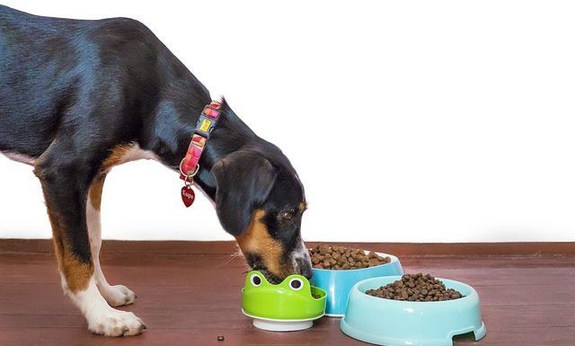 Quels sont les meilleurs aliments pour favoriser la longévité de votre chien ?